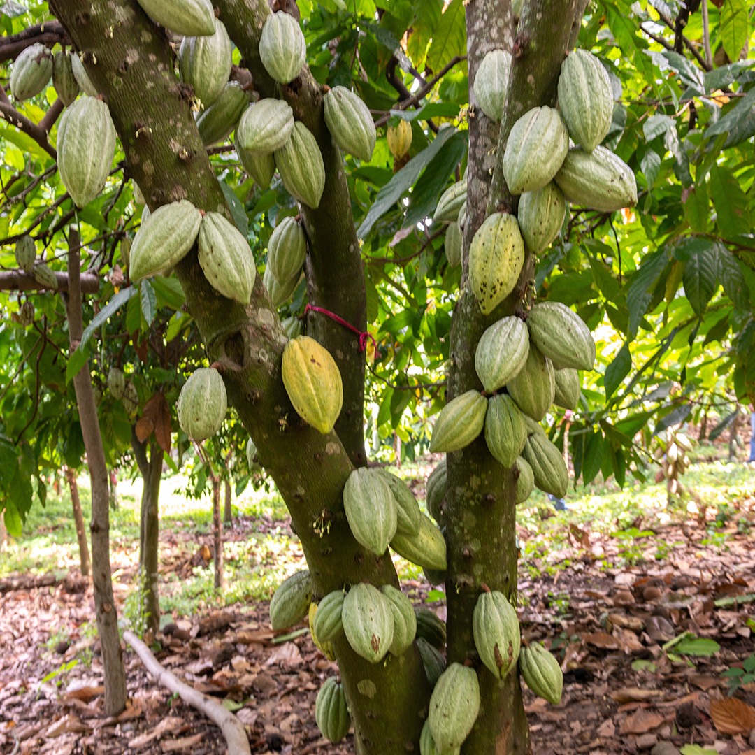 Törensel Seremonyal Kakao El Salvador 1000gr - Görsel 4